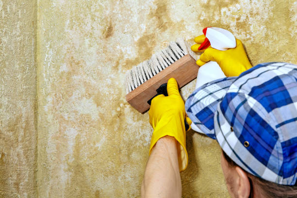 Best Crawl Space Mold Remediation  in Webster City, IA