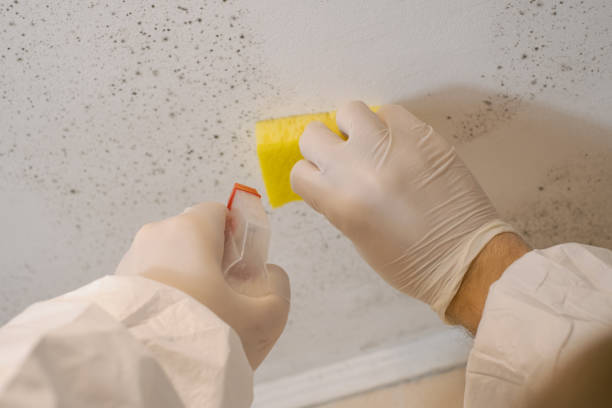 Best Residential Mold Inspection & Testing  in Webster City, IA