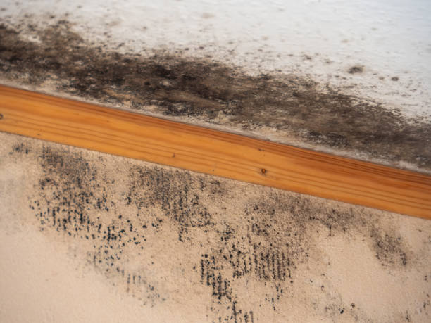 Mold Removal for HVAC Installations in Webster City, IA