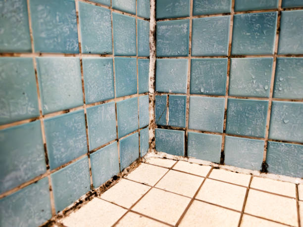 Professional Mold Removal in Webster City, IA
