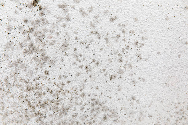 Best Industrial Mold Remediation  in Webster City, IA