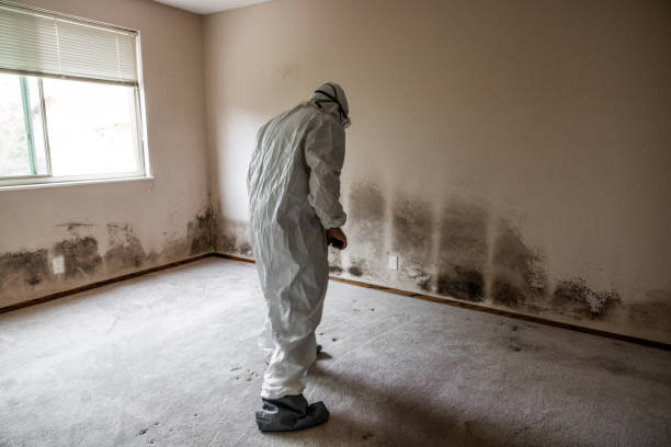 Best Mold Documentation for Insurance Claims  in Webster City, IA