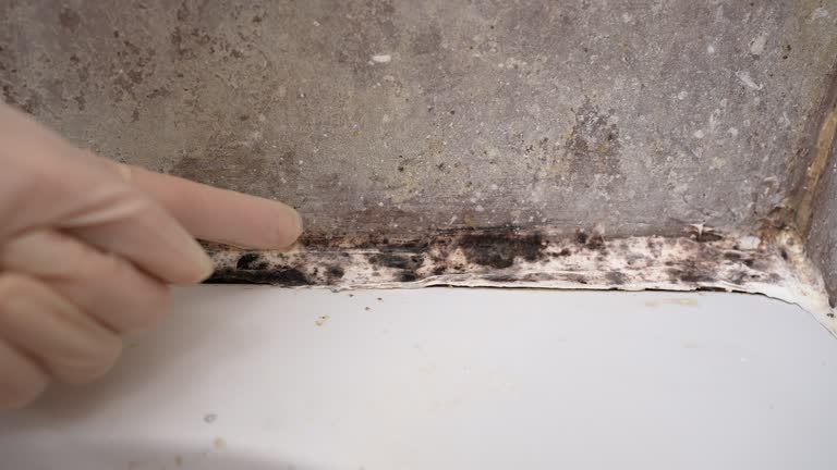 Best Commercial Mold Inspection  in Webster City, IA